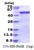 Human ARFIP1 protein, His tag. GTX68400-pro