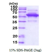Human PDCD4 protein, His tag. GTX68404-pro