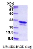 Human CSDC2 protein, His tag. GTX68405-pro