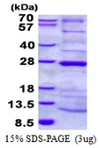 Human HRPAP20 protein, His tag. GTX68425-pro