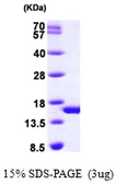 Human PHPT1 protein, His tag. GTX68427-pro