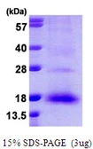 Human NXT1 protein, His tag. GTX68438-pro