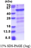 Human DNMT3L protein, His tag. GTX68448-pro