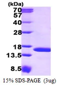 Human TAX1BP3 protein, His tag. GTX68455-pro