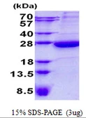 Human HEBP1 protein, His tag. GTX68460-pro