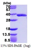 Human GLOD4 protein, His tag. GTX68466-pro