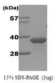 Human Geminin protein, His tag. GTX68467-pro