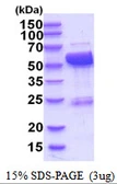 Human LAP3 protein, His tag. GTX68468-pro