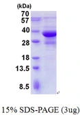 Human Bif-1 protein, His tag. GTX68474-pro