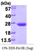 Human VPS28 protein. GTX68483-pro