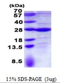 Human GLTP protein, His tag. GTX68489-pro