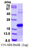 Human PDZD11 protein, His tag. GTX68493-pro
