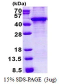 Human KLF3 protein, His tag. GTX68495-pro