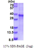 Human RASL12 protein, His tag. GTX68497-pro