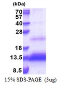 Human TRIAP1 protein, His tag. GTX68511-pro