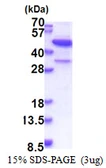 Human MBIP protein, His tag. GTX68521-pro