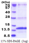 Human POLR3K protein, His tag. GTX68536-pro