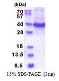 Human RBM11 protein, His tag. GTX68541-pro