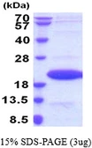 Mouse IL1F6 protein, His tag. GTX68548-pro
