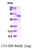 Human REDD1 protein, His tag. GTX68552-pro