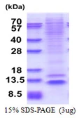 Human NUP62CL protein, His tag. GTX68561-pro