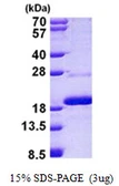 Human Mago nashi homolog 2 protein, His tag. GTX68574-pro