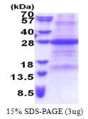 Human FAIM1 protein, His tag. GTX68578-pro