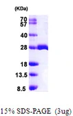 Human MOB1A protein, His tag. GTX68583-pro