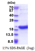 Human BATF3 protein, His tag. GTX68596-pro