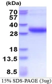 Human DSU protein, His tag. GTX68605-pro
