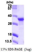 Human NECAP2 protein, His tag. GTX68606-pro