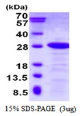 Human DBNDD2 protein, His tag. GTX68618-pro