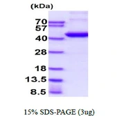 Human Septin 3 protein, His tag. GTX68625-pro