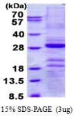 Human Gastrokine 1 protein, His tag. GTX68626-pro