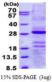 Human Gastrokine 1 protein, His tag. GTX68626-pro