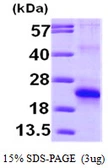 Human EIF5A2 protein, His tag. GTX68631-pro