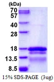 Human TCEAL7 protein, His tag. GTX68634-pro