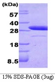 Human LXN protein. GTX68640-pro