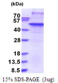 Human THAP11 protein, His tag. GTX68653-pro