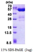 Human STAMBPL1 protein, His tag. GTX68663-pro