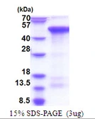 Human CREBZF protein, His tag. GTX68671-pro