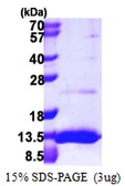 Human UBL5 protein, His tag. GTX68679-pro