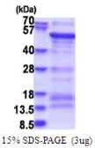 Human SAMSN1 protein, His tag. GTX68689-pro