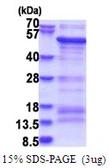 Human SAMSN1 protein, His tag. GTX68689-pro