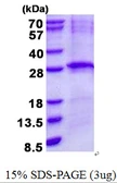 Human LIN7B protein, His tag. GTX68693-pro