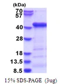 Human ATG3 protein, His tag. GTX68697-pro