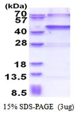 Human USP46 protein, His tag. GTX68705-pro
