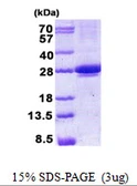 Human MIS12 protein, His tag. GTX68717-pro