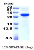 Human KCTD15 protein, His tag. GTX68724-pro