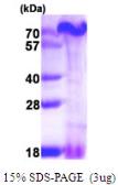 Human PA1 protein, His tag. GTX68732-pro